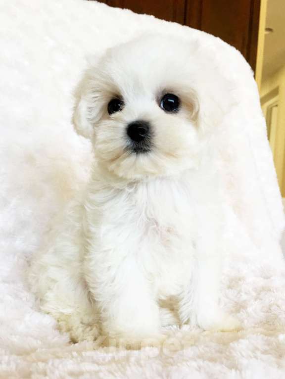 Собаки в Омске: Белые Щенки Мальтипу Девочка, 80 000 руб. - фото 2