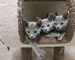 Кошки в Казани: Котята Русской голубой в Казани Девочка, 55 000 руб. - фото 1