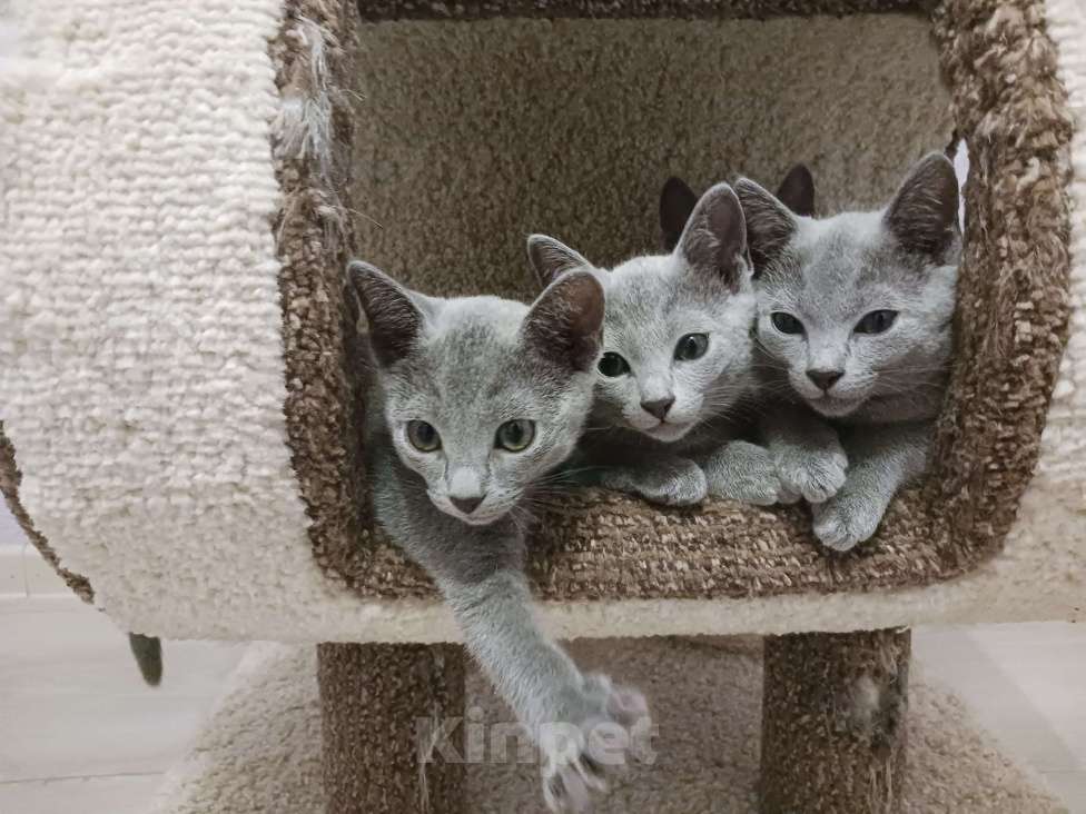 Кошки в Казани: Котята Русской голубой в Казани Девочка, 55 000 руб. - фото 1