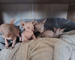 Кошки в Екатеринбурге: Сфинкс Девочка, Бесплатно - фото 3