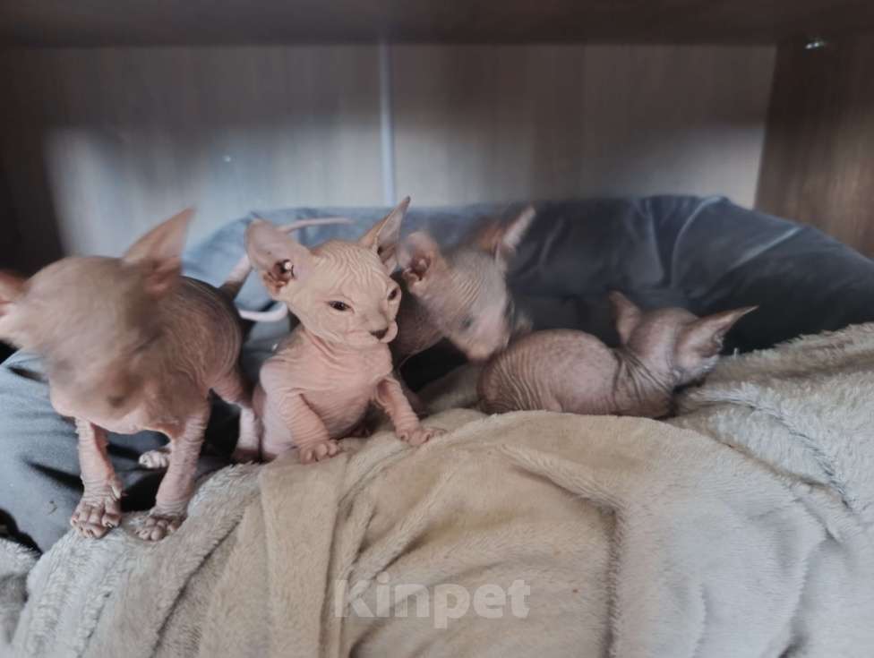 Кошки в Екатеринбурге: Сфинкс Девочка, Бесплатно - фото 3