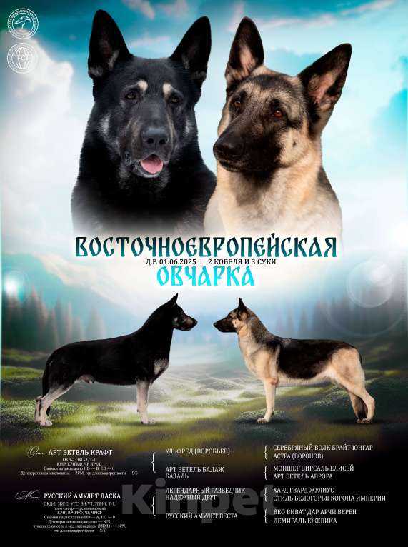 Собаки в других городах Самарской области: Девочка ВЕО Девочка, 70 000 руб. - фото 1