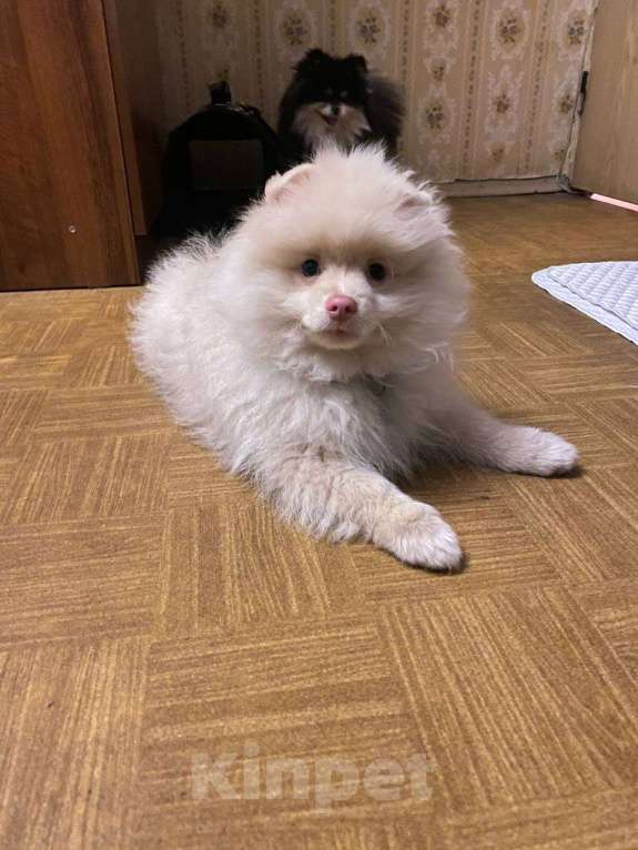 Собаки в Москве: Щенок немецкого шпица Мальчик, 19 000 руб. - фото 7