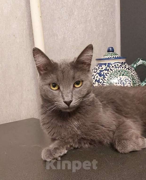 Кошки в Москве: Дымка, русская голубая в добрые руки.  Девочка, Бесплатно - фото 9