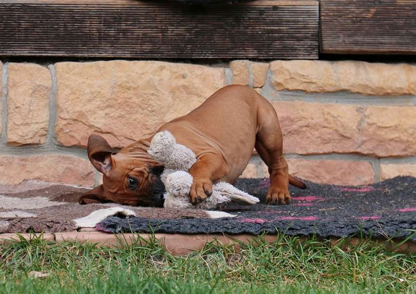 Собаки в Москве: Щенки родезийского риджбека Мальчик, 45 000 руб. - фото 4