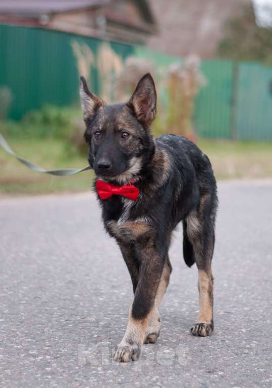 Собаки в других городах Владимирской области: Удивительный щенок Курт мечтает о доме и любящей семье! Мальчик, Бесплатно - фото 1