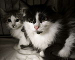 Кошки в Санкт-Петербурге: Мальчик и девочка очень пушистые трусливые Мальчик, Бесплатно - фото 1