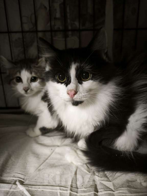 Кошки в Санкт-Петербурге: Мальчик и девочка очень пушистые трусливые Мальчик, Бесплатно - фото 1