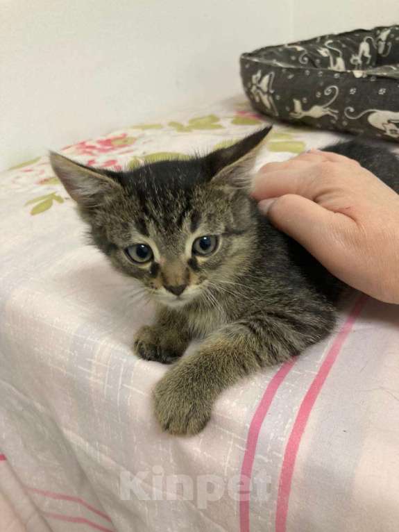 Кошки в Мытищах: Котенок 2 Мальчик, Бесплатно - фото 1