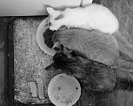 Кошки в Тамбове: ищу хозяина с добрым сердцем для 4 месячного котенка Мальчик, Бесплатно - фото 1