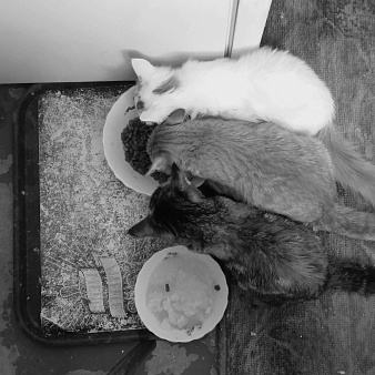 Объявление: ищу хозяина с добрым сердцем для 4 месячного котенка, Бесплатно, Тамбов