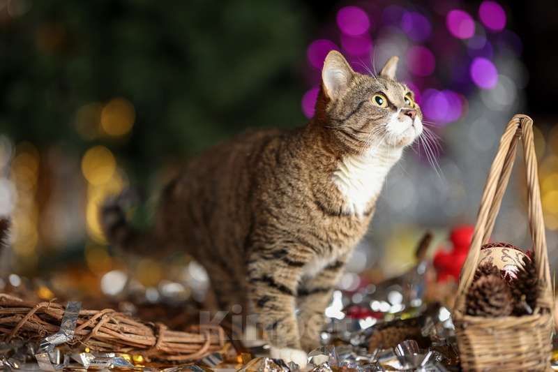 Кошки в Москве: Британская кошка Нянко в добрые руки Девочка, Бесплатно - фото 2