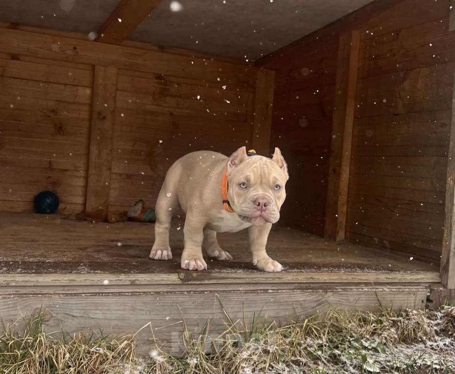 Собаки в Твери: Булли щенок Мальчик, Бесплатно - фото 3