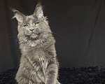 Кошки в Москве: Мейн-кун котенок Мальчик, Бесплатно - фото 2