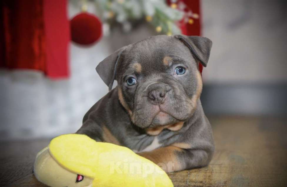 Собаки в Новосибирске: Щенки американского булли Девочка, 150 000 руб. - фото 1