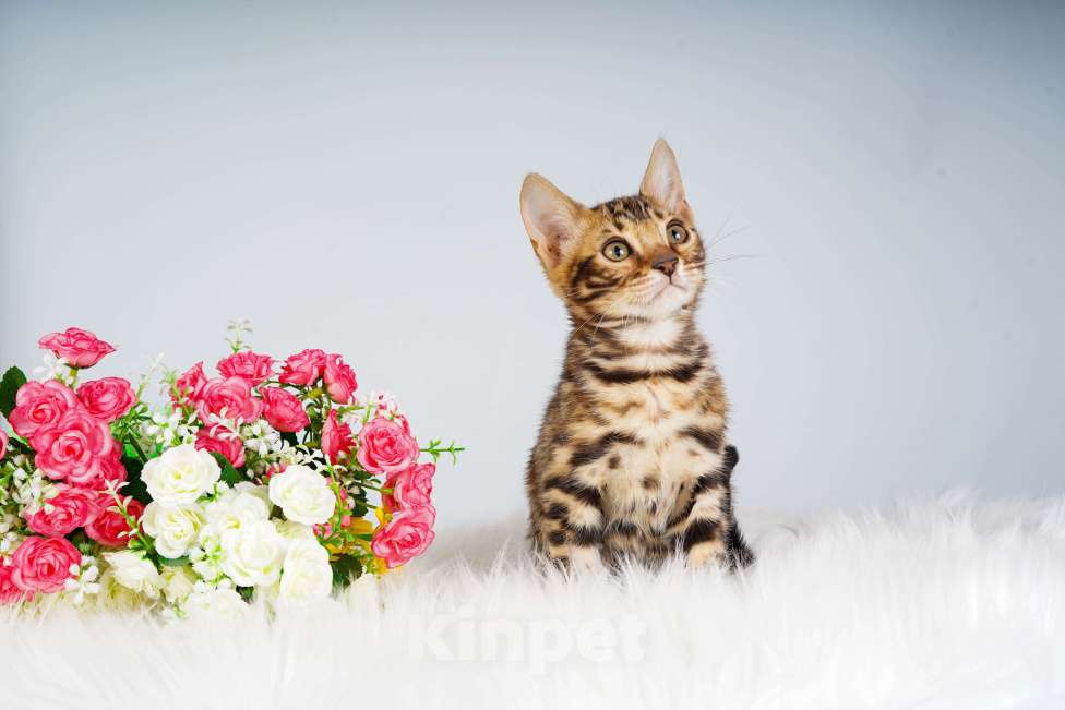 Кошки в Москве: Бенгальский котик Мальчик, 50 000 руб. - фото 2