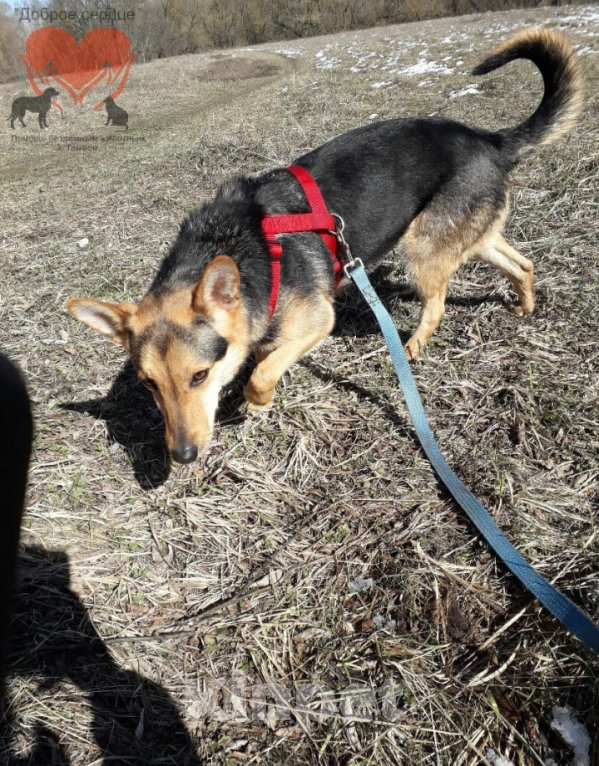 Собаки в Тамбове: Роза Девочка, Бесплатно - фото 4
