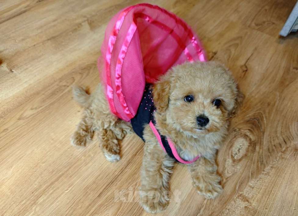 Собаки в Москве: Мальтипу Тедди девочка Девочка, 150 000 руб. - фото 3