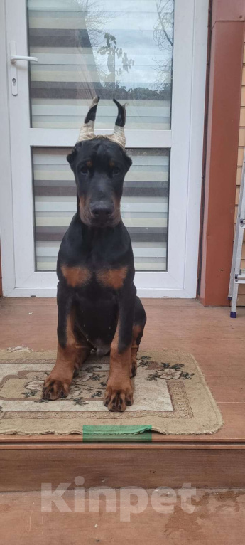 Собаки в Ейске: щенок добермана Мальчик, 50 000 руб. - фото 1