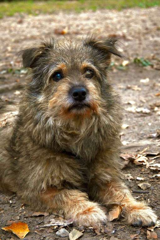 Собаки в Химках: Мелкаш ищет дом  Мальчик, Бесплатно - фото 4