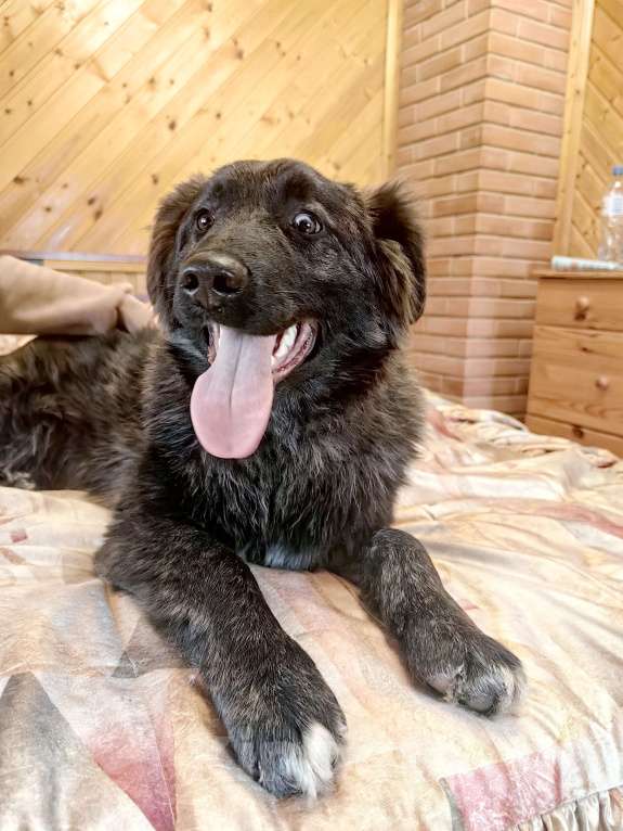 Собаки в Москве: Шикарный щенок мальчик бесплатно Мальчик, Бесплатно - фото 5