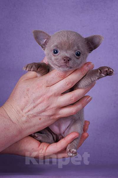 Собаки в Люберцах: Микро чихуахуа Девочка, Бесплатно - фото 4