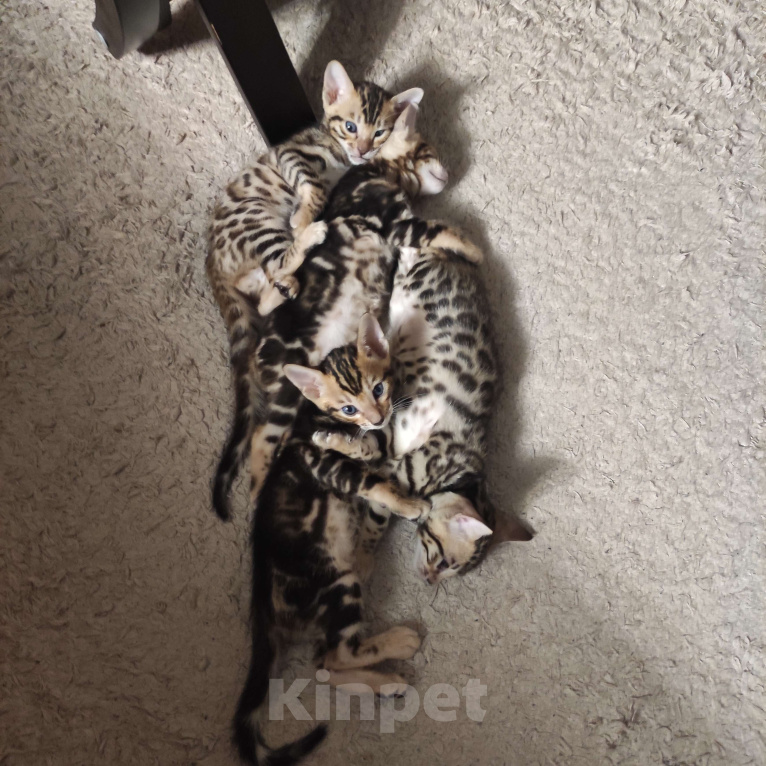 Кошки в Ростове-на-Дону: Бенгальские котята Мальчик, 17 000 руб. - фото 4
