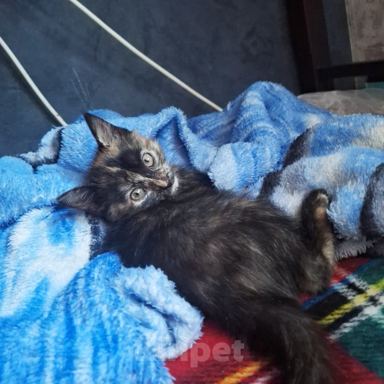 Кошки в Липецке: Отдам в добрые руки умных котят!) Разнополые, Бесплатно - фото 6