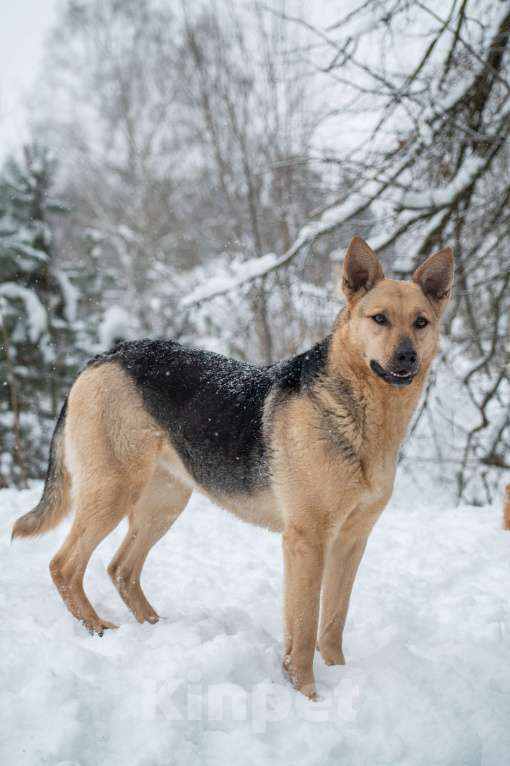 Собаки в Москве: Таволга ищет дом Девочка, Бесплатно - фото 1