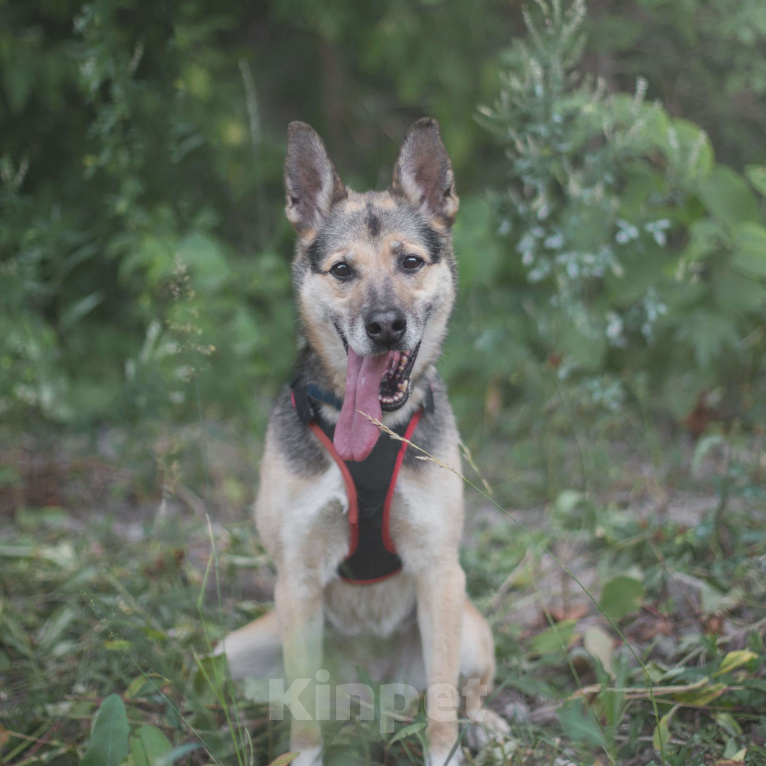 Собаки в Москве: Соня Девочка, Бесплатно - фото 3
