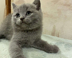 Кошки в московском: Британский котенок  Мальчик, 15 руб. - фото 1