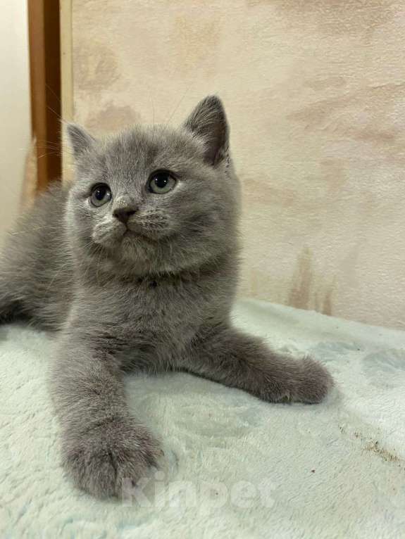 Кошки в московском: Британский котенок  Мальчик, 15 руб. - фото 1