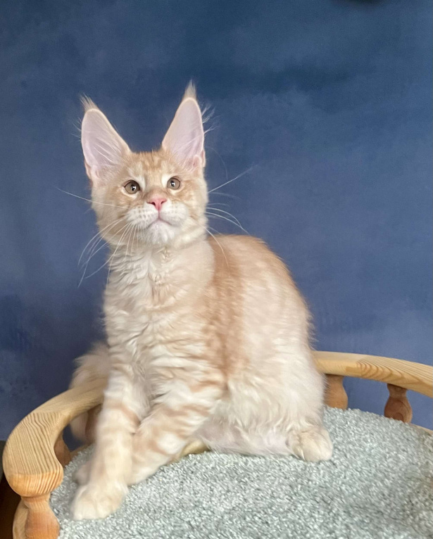 Кошки в Санкт-Петербурге: Мальчик Джемесон  Мальчик, 70 000 руб. - фото 1