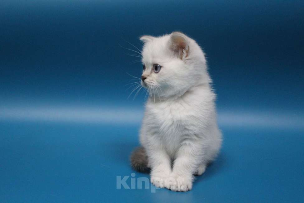 Кошки в Санкт-Петербурге: Шотландский котенок  Мальчик, 30 000 руб. - фото 2