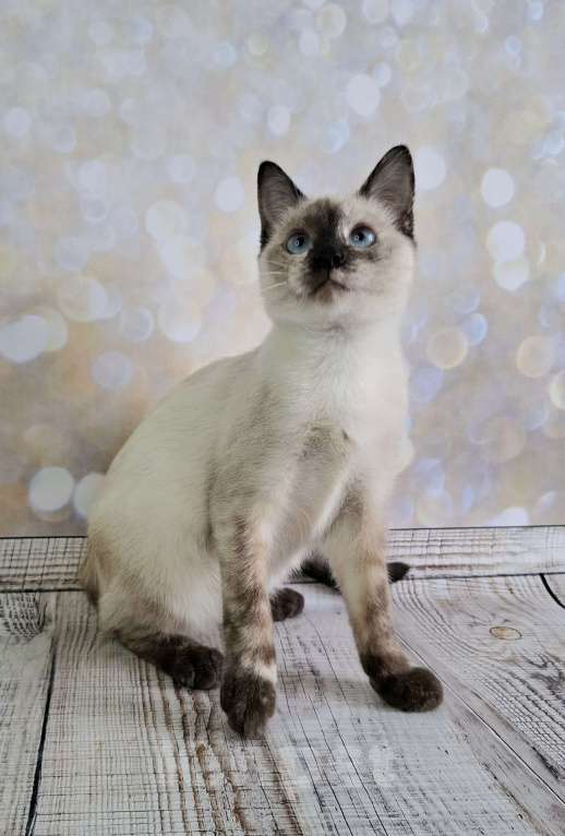 Кошки в Москве: Голубоглазый котёнок в добрые руки  Девочка, Бесплатно - фото 4