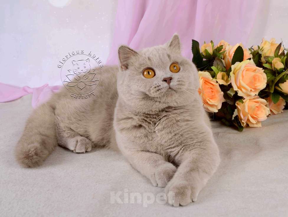 Кошки в Санкт-Петербурге: Британская кошечка теплого лилового окраса Девочка, 10 000 руб. - фото 9