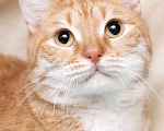 Кошки в Москве: Рыжий, ласковый и ручной кот Персей в добрые руки Мальчик, 1 руб. - фото 2