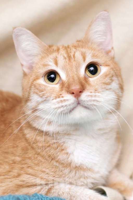 Кошки в Москве: Рыжий, ласковый и ручной кот Персей в добрые руки Мальчик, 1 руб. - фото 2