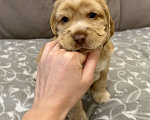 Собаки в Екатеринбурге: Английский кокер-спаниель Мальчик, 40 000 руб. - фото 1