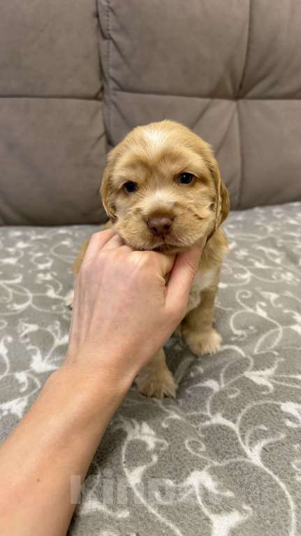 Собаки в Екатеринбурге: Английский кокер-спаниель Мальчик, 40 000 руб. - фото 1