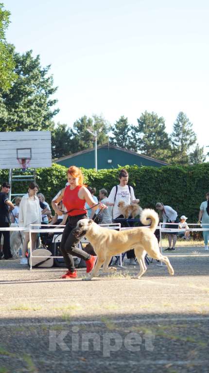 Собаки в Краснодаре: Кангал Вязка  Мальчик, 60 000 руб. - фото 6