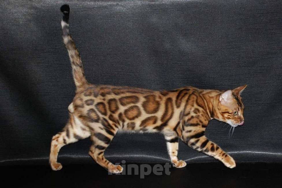 Кошки в Москве: Бенгальские котята. Мальчик, 60 000 руб. - фото 4