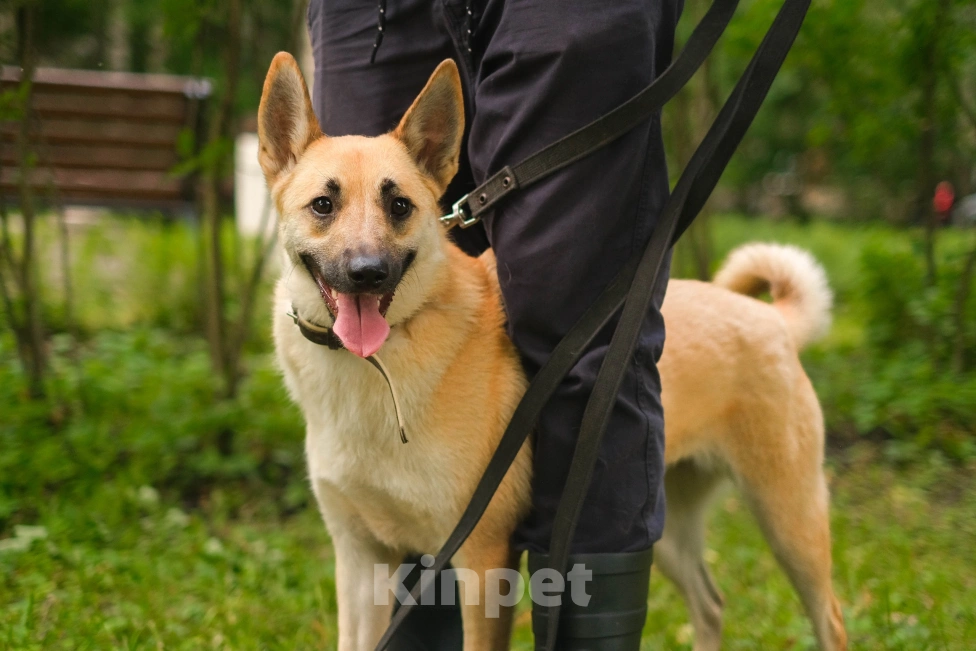 Собаки в Санкт-Петербурге: Собаки из приюта: смышлёная Катрин Девочка, Бесплатно - фото 7