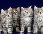 Кошки в Болхове: Сибирские котята, 40 руб. - фото 3