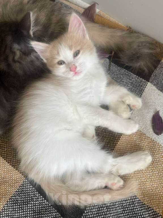 Кошки в Москве: Котенок даром в добрые руки. Девочка, Бесплатно - фото 10