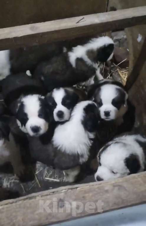 Собаки в Самаре: Бетховен  Мальчик, Бесплатно - фото 3