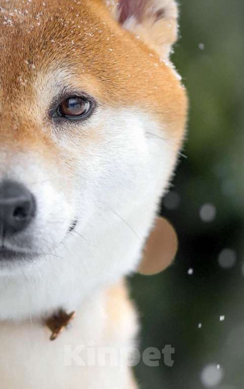 Собаки в Челябинске: Приглашаем к вязке Мальчик, 10 000 руб. - фото 5