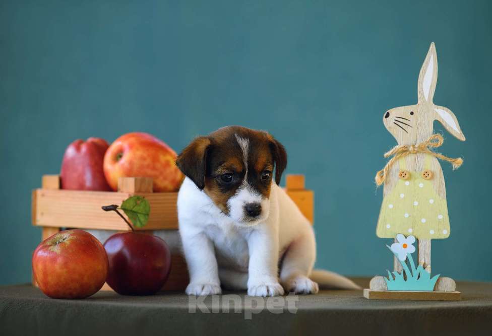 Собаки в Калининграде: Щенок джек рассел терьера Девочка, 60 000 руб. - фото 5