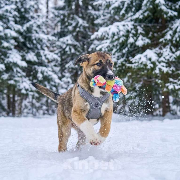 Собаки в Москве: щенок Луша в добрые руки Девочка, Бесплатно - фото 8