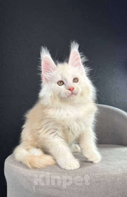 Кошки в Санкт-Петербурге: Ralph мальчик  Мальчик, 80 000 руб. - фото 1